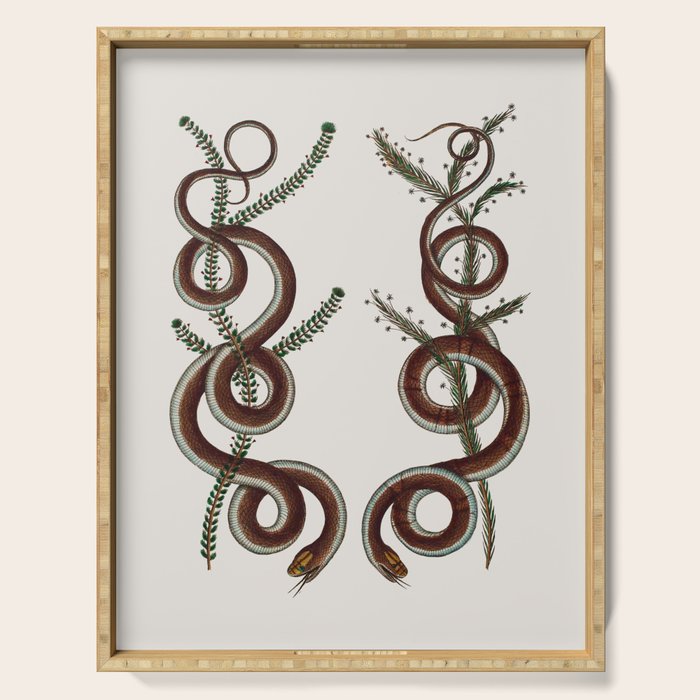 Albertus Seba Snakes  Double Spiral Vines  Serving Tray Gallery Image 1