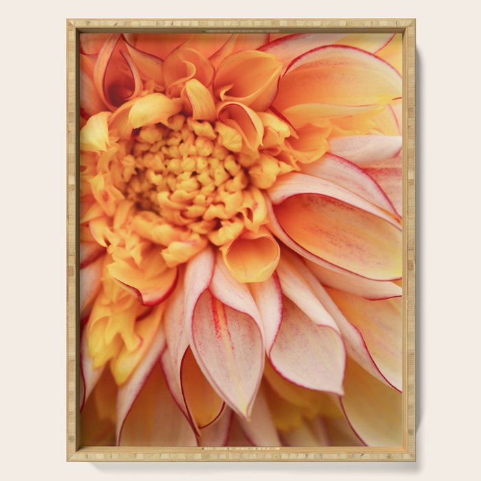 Free Spirit - Yellow Dahlia Flower Photo - Modern Botanical Art Serving Tray Gallery Image 1