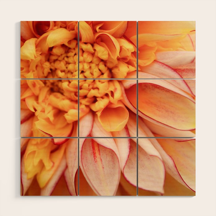 Free Spirit - Yellow Dahlia Flower Photo - Modern Botanical Art Wood Wall Art Gallery Image 1