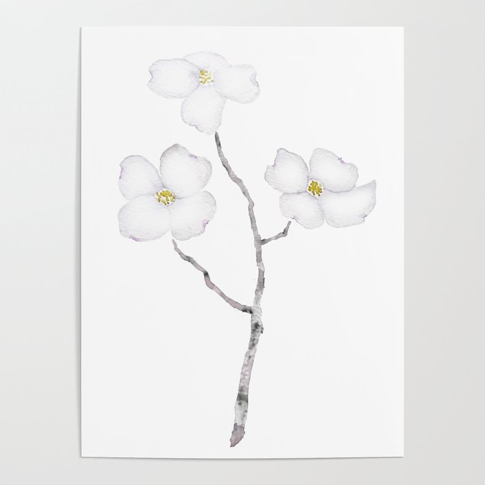 white dogwood flower watercolor Poster Gallery Image 4