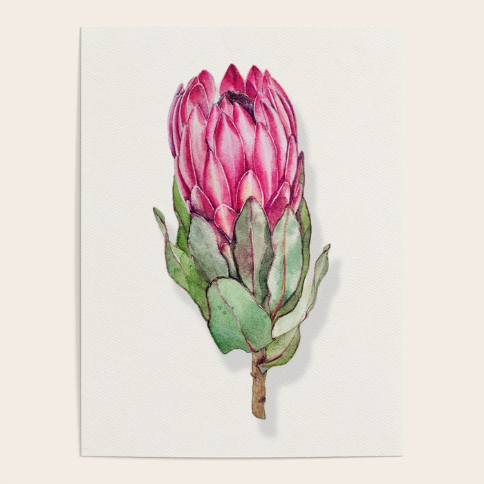 Protea flower painted in watercolor Poster Gallery Image 1