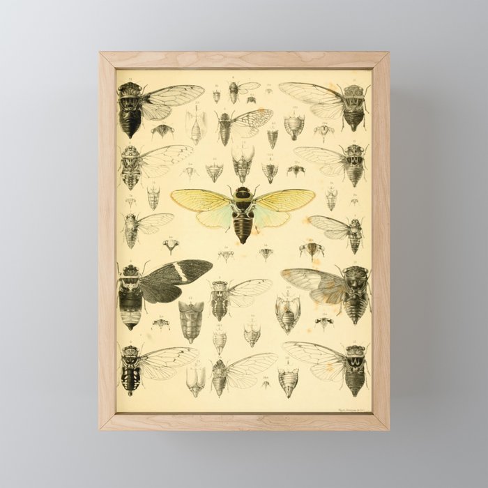 Art from "A Monograph of Oriental Cicadidæ" by William Lucas Distant, 1889 (benefitting The Nature Conservancy) Mini Art Print Gallery Image 1
