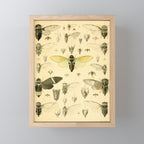 Art from "A Monograph of Oriental Cicadidæ" by William Lucas Distant, 1889 (benefitting The Nature Conservancy) Mini Art Print Gallery Image 1