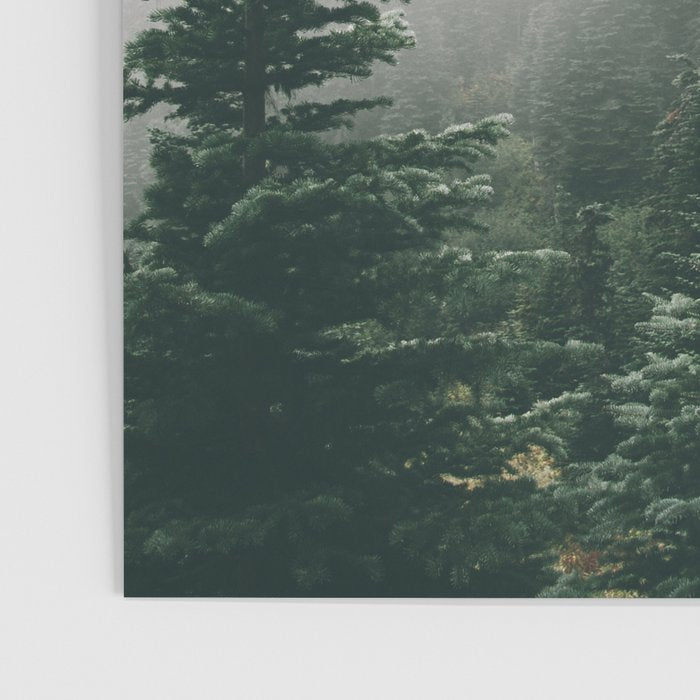 Moody Forest Poster Gallery Image 3