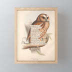 Bird Divinations: Tawny owl (about: almanacofbirds.org) Mini Art Print Gallery Image 1