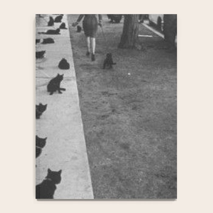 Black Cats Auditioning in Hollywood black and white photograph Notebook Gallery Image 4