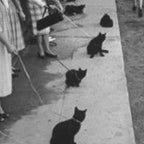 Black Cats Auditioning in Hollywood black and white photograph Coffee Mug Gallery Image 2
