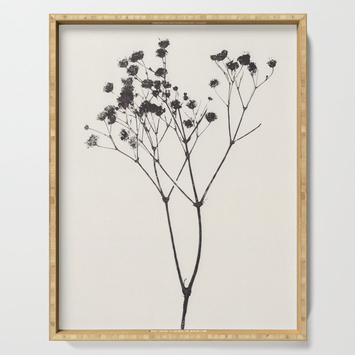 Gypsophila Portrait #1 Serving Tray Gallery Image 1