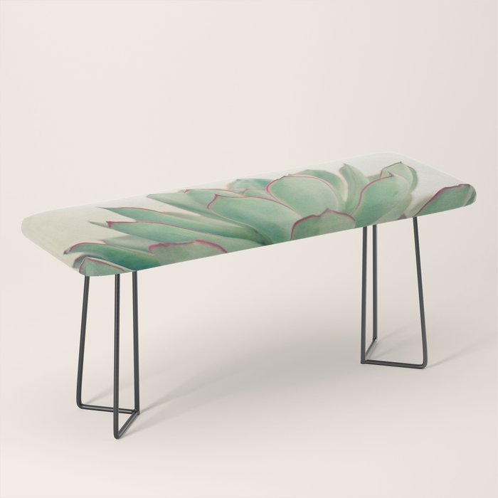 Echeveria Bench Gallery Image 1