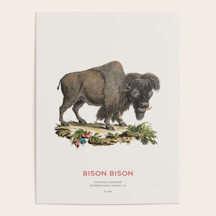 American Bison Vintage Naturalist Art Poster Gallery Image 4
