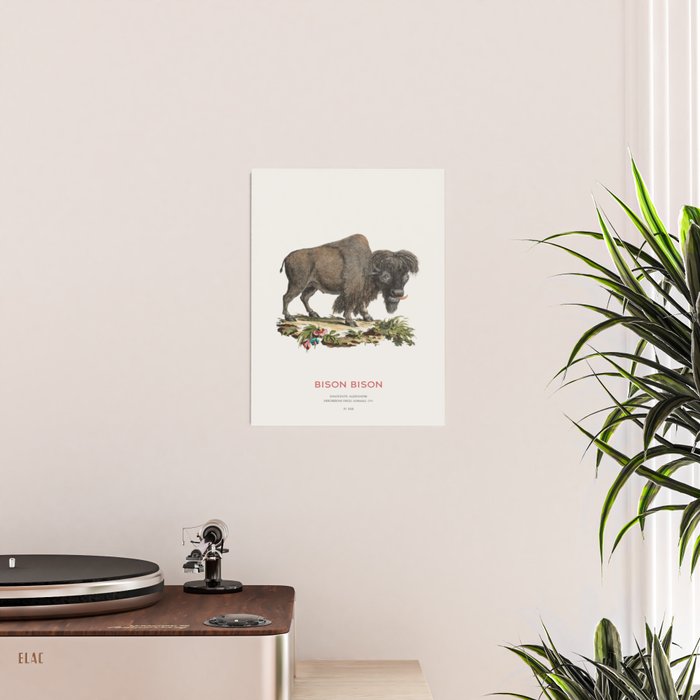American Bison Vintage Naturalist Art Poster Gallery Image 2