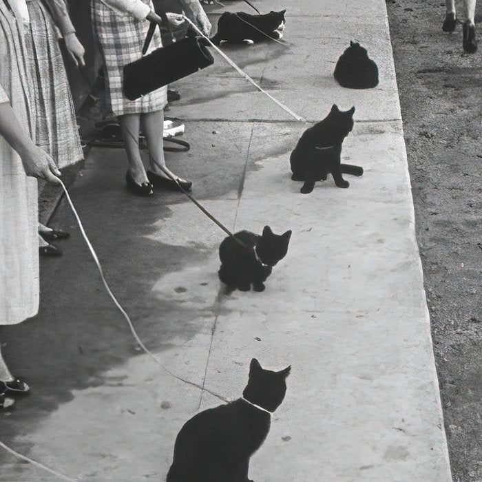 Cat Audition, Black and White, Vintage Art Coffee Mug Gallery Image 2