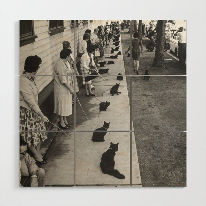 Cat Audition, Black and White, Vintage Art Wood Wall Art Gallery Image 1