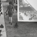 Cat Audition, Black and White, Vintage Art Wall Tapestry Gallery Image 3