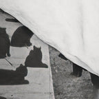 Cat Audition, Black and White, Vintage Art Comforter Gallery Image 4