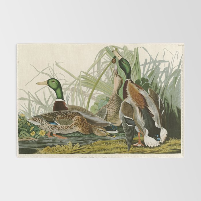 Mallard Duck - John James Audubon Birds of America Rug Gallery Image 2