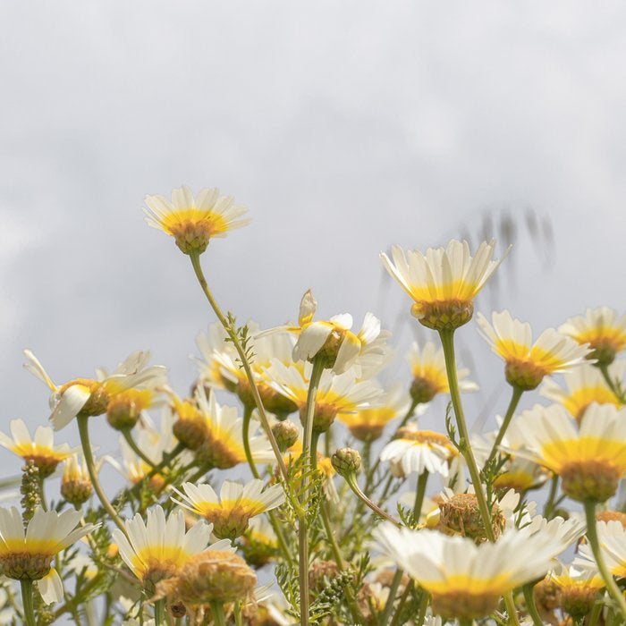 Garden of Daisy Flowers | Nature Photography in Portugal Art Print | Floral Summer Photo Coffee Mug Gallery Image 2