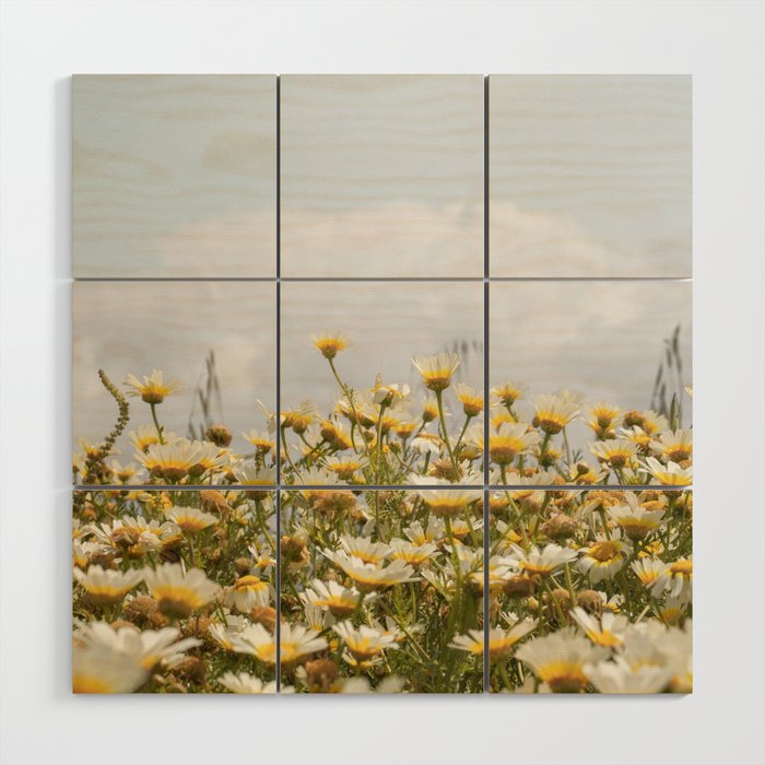 Garden of Daisy Flowers | Nature Photography in Portugal Art Print | Floral Summer Photo Wood Wall Art Gallery Image 1