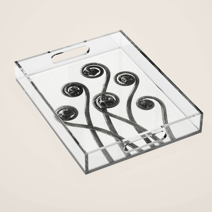 American Maiden-hair Fern fronds wonders of nature black and white photograph by Karl Blossfeldt Acrylic Tray Gallery Image 1