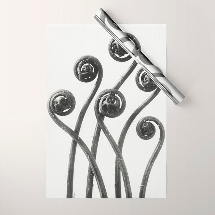 American Maiden-hair Fern fronds wonders of nature black and white photograph by Karl Blossfeldt Wrapping Paper Gallery Image 1