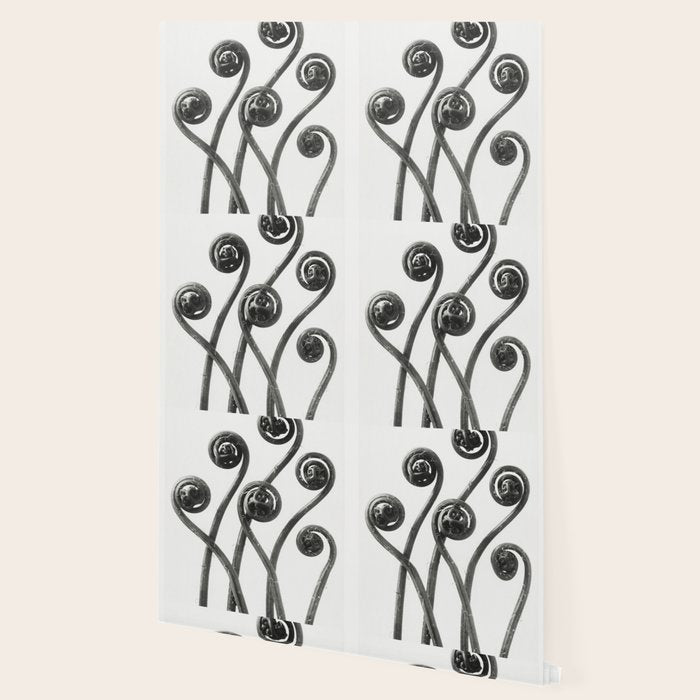 American Maiden-hair Fern fronds wonders of nature black and white photograph by Karl Blossfeldt Wallpaper Gallery Image 2