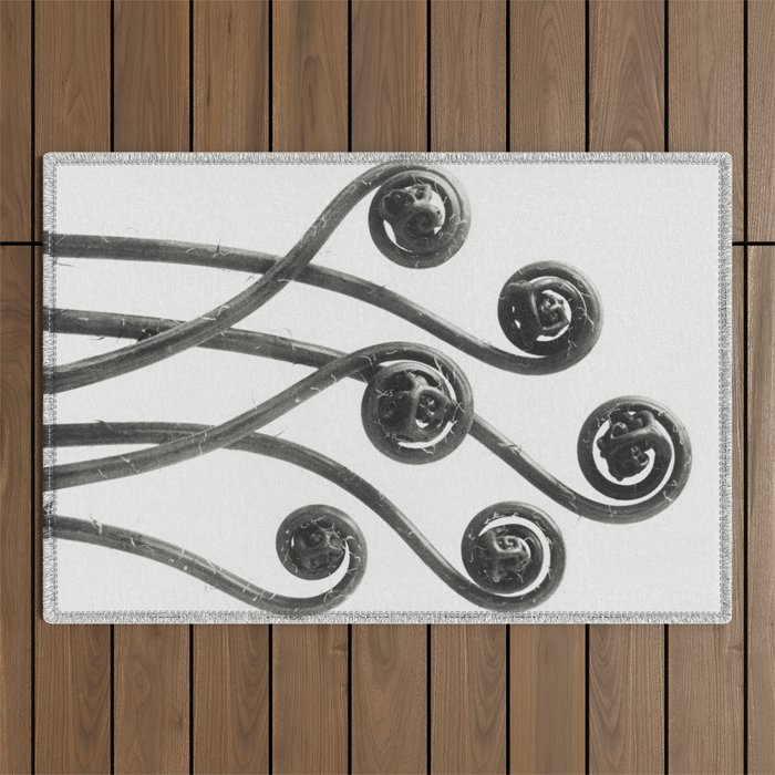 American Maiden-hair Fern fronds wonders of nature black and white photograph by Karl Blossfeldt Outdoor Rug Gallery Image 1