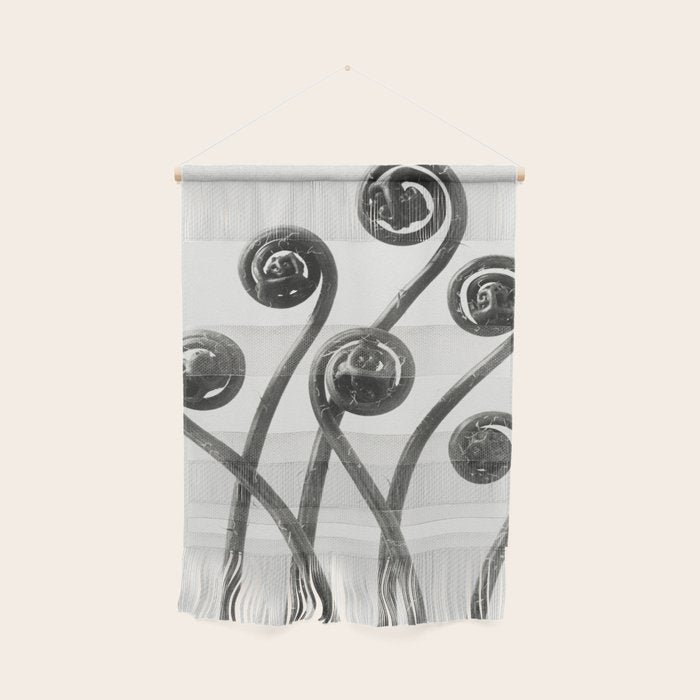 American Maiden-hair Fern fronds wonders of nature black and white photograph by Karl Blossfeldt Wall Hanging Gallery Image 1