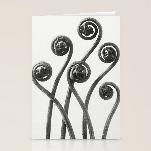 American Maiden-hair Fern fronds wonders of nature black and white photograph by Karl Blossfeldt Stationery Card Gallery Image 1