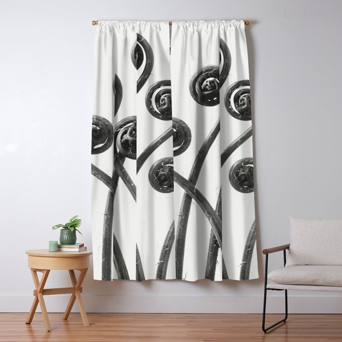 American Maiden-hair Fern fronds wonders of nature black and white photograph by Karl Blossfeldt Window Curtain Gallery Image 5