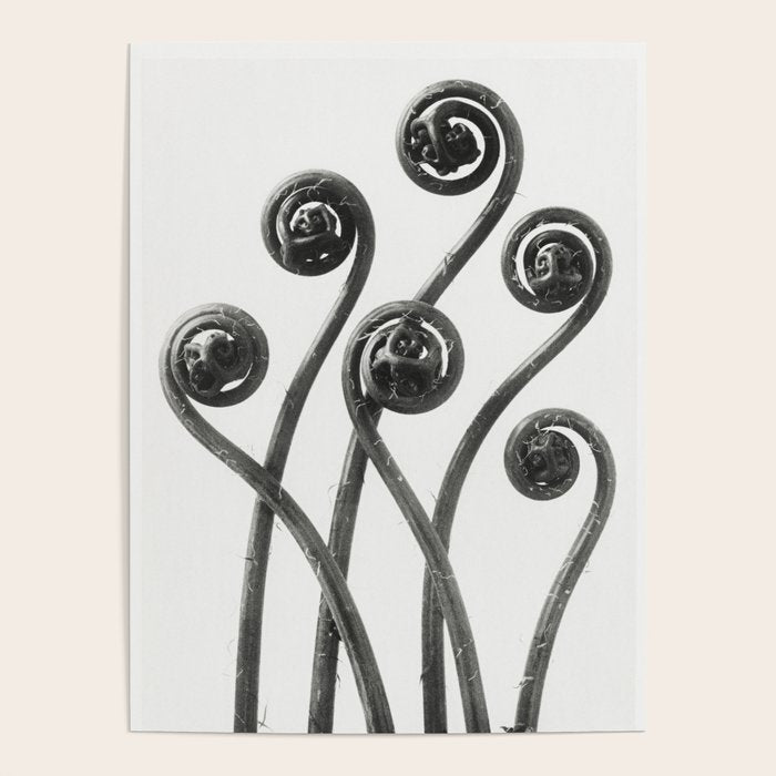 American Maiden-hair Fern fronds wonders of nature black and white photograph by Karl Blossfeldt Poster Gallery Image 4