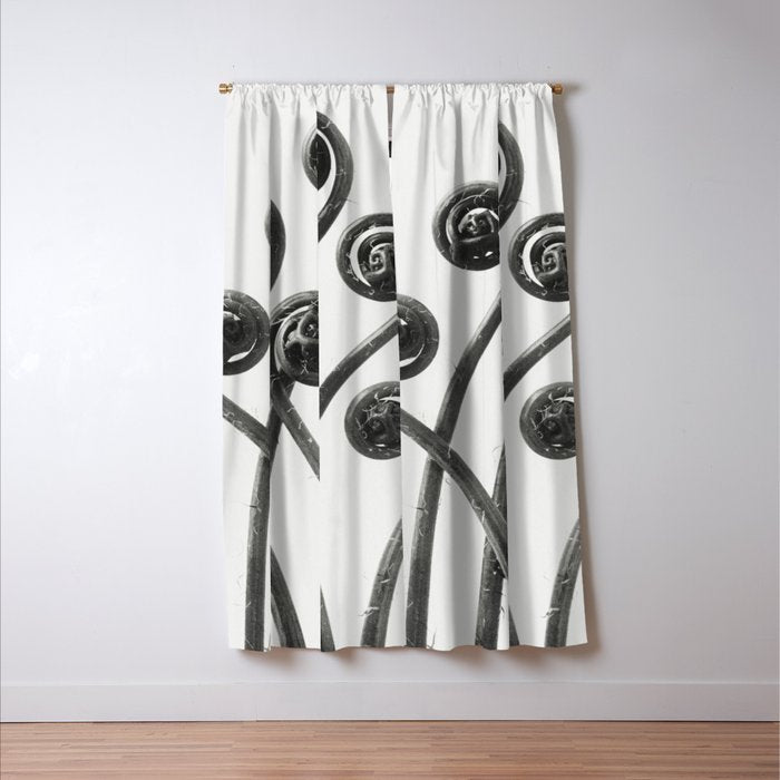 American Maiden-hair Fern fronds wonders of nature black and white photograph by Karl Blossfeldt Window Curtain Gallery Image 3