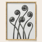 American Maiden-hair Fern fronds wonders of nature black and white photograph by Karl Blossfeldt Serving Tray Gallery Image 1