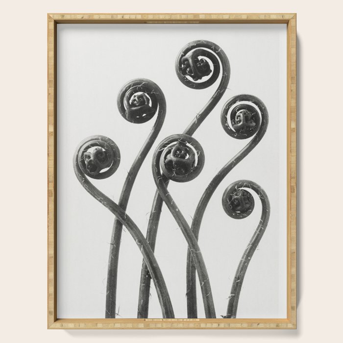 American Maiden-hair Fern fronds wonders of nature black and white photograph by Karl Blossfeldt Serving Tray Gallery Image 1