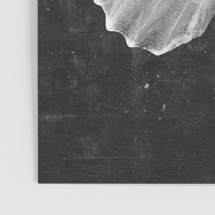 Butterfly in Black Poster Gallery Image 3