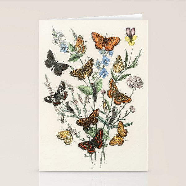 Vintage Scientific Illustration Butterfly Botanical Floral Lithograph Encyclopaedia Diagrams  Stationery Card Gallery Image 2