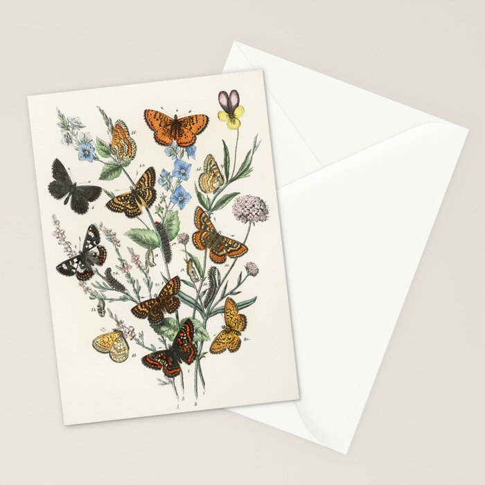 Vintage Scientific Illustration Butterfly Botanical Floral Lithograph Encyclopaedia Diagrams  Stationery Card Gallery Image 2