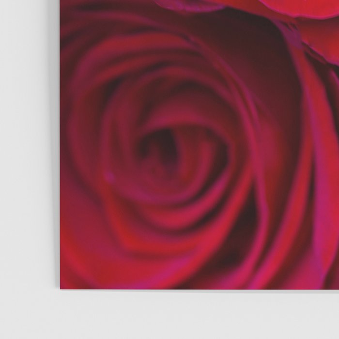 Red roses Poster Gallery Image 3