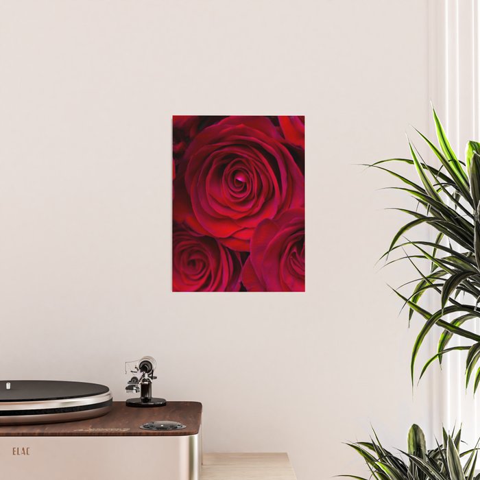 Red roses Poster Gallery Image 2