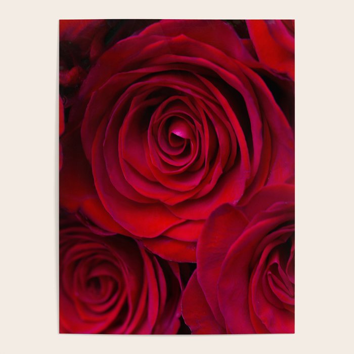 Red roses Poster Gallery Image 4