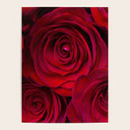 Red roses Poster Gallery Image 4
