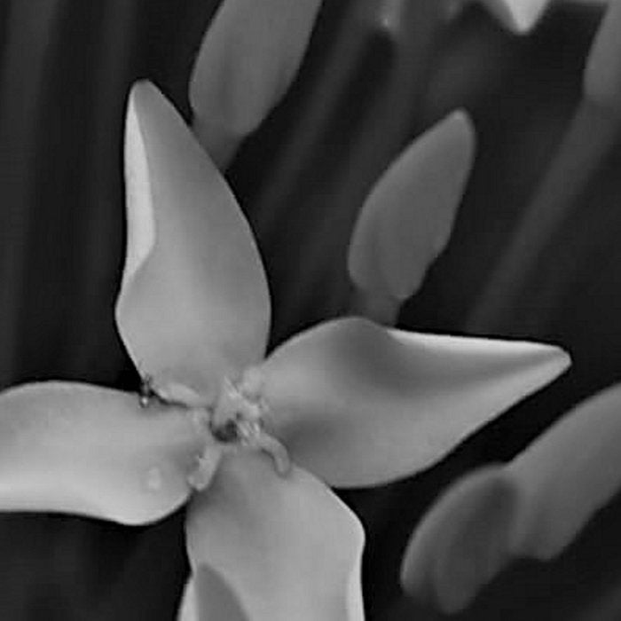West Indian Jasmine 4-petaled flowers black and white photography / photograph Coffee Mug Gallery Image 2