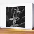West Indian Jasmine 4-petaled flowers black and white photography / photograph Wall Mural Gallery Image 2
