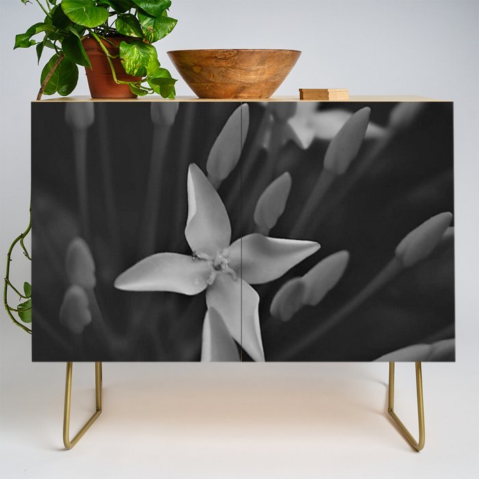 West Indian Jasmine 4-petaled flowers black and white photography / photograph Credenza Gallery Image 1