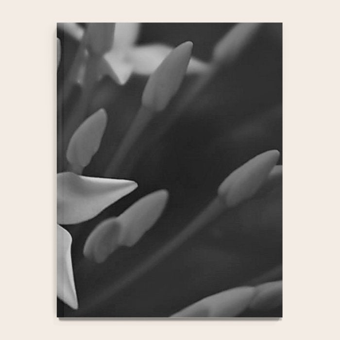 West Indian Jasmine 4-petaled flowers black and white photography / photograph Notebook Gallery Image 4