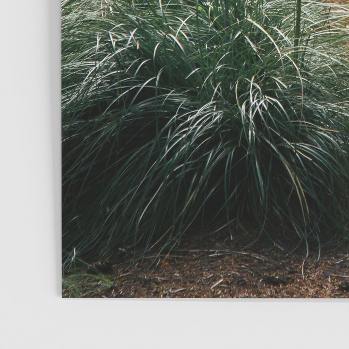 Bear Grass Trail Poster Gallery Image 3
