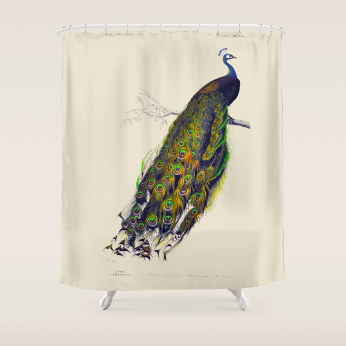 Vintage Peacock Shower Curtain Gallery Image 1