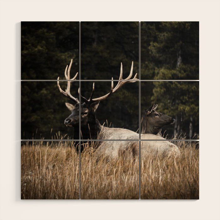 Two Elk in the Canadian Rocky Mountains Wood Wall Art Gallery Image 1