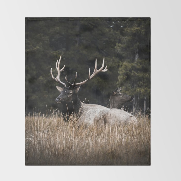 Two Elk in the Canadian Rocky Mountains Throw Blanket Gallery Image 2