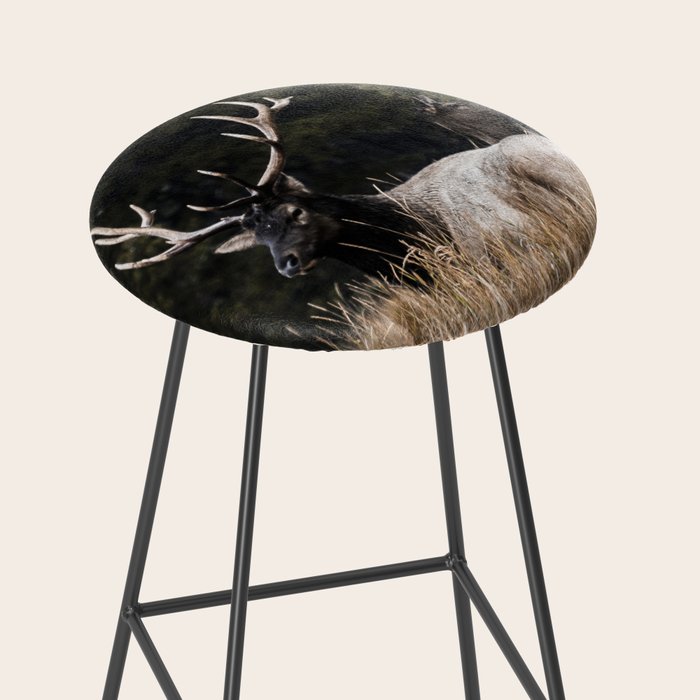 Two Elk in the Canadian Rocky Mountains Stool Gallery Image 2