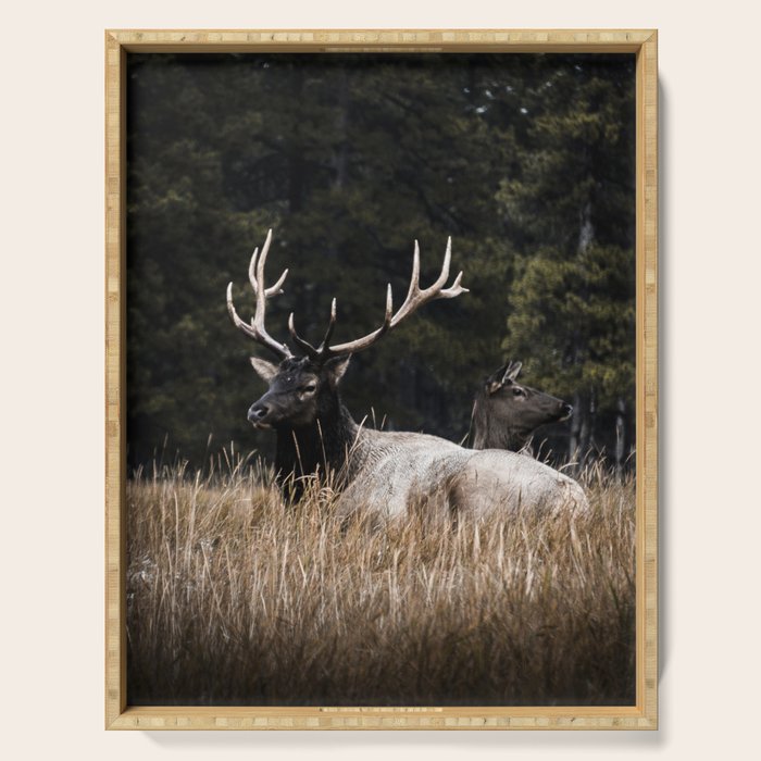 Two Elk in the Canadian Rocky Mountains Serving Tray Gallery Image 1